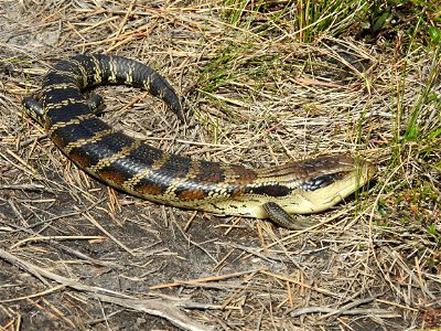 Eastern Blue-tongue lizard photo