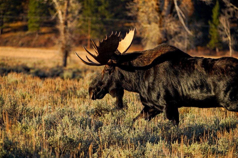 Moose