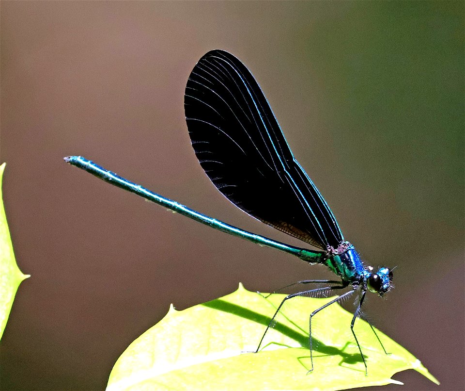 JEWELWING, EBONY (Calopteryx maculata) (05-12-2023) weymouth woods, southern pines, moore co, nc -07 male