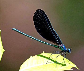 JEWELWING, EBONY (Calopteryx maculata) (05-12-2023) weymouth woods, southern pines, moore co, nc -07 male
