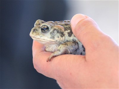 Western toad photo