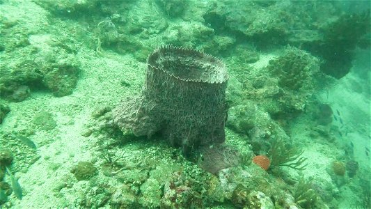 Checking Barrel sponge Diving Tayrona National Park from Taganga Colombia