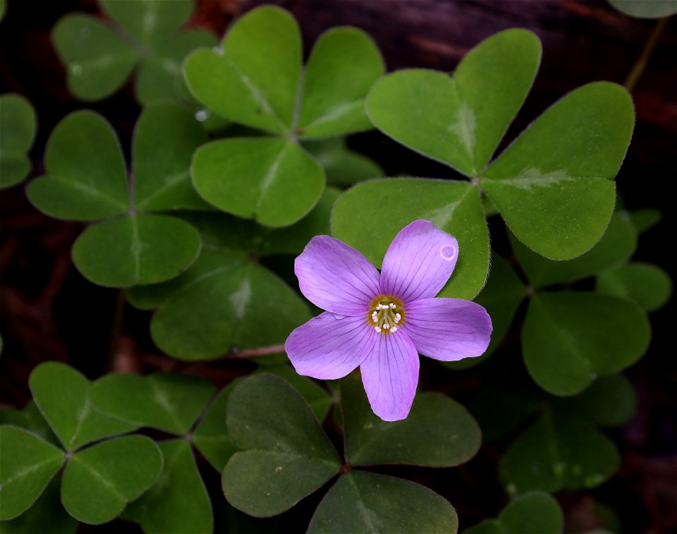 Oxalis oregana (Oxalis) (04-06-2022) french hill road, smith river nat rec area, del norte co, ca -01
