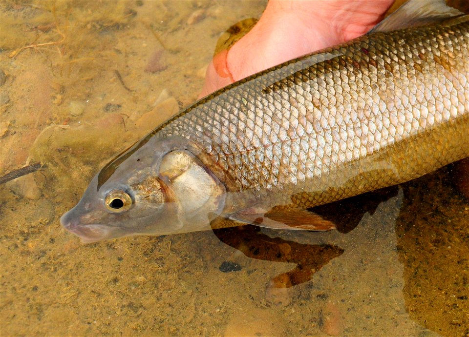 Mountain whitefish at Seedskadee National Wildlife Refuge, Wyoming photo