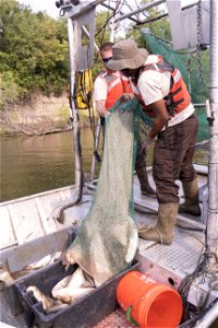 Invasive Carp Research on the James River in South Dakota. Photo: Sam Stukel (USFWS)