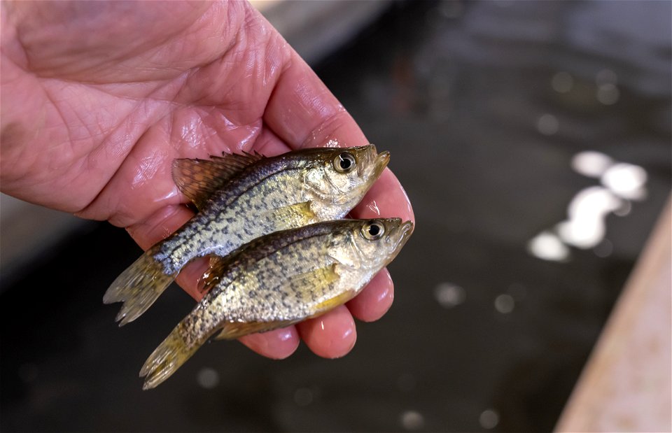 Black Crappie Fingerlings photo