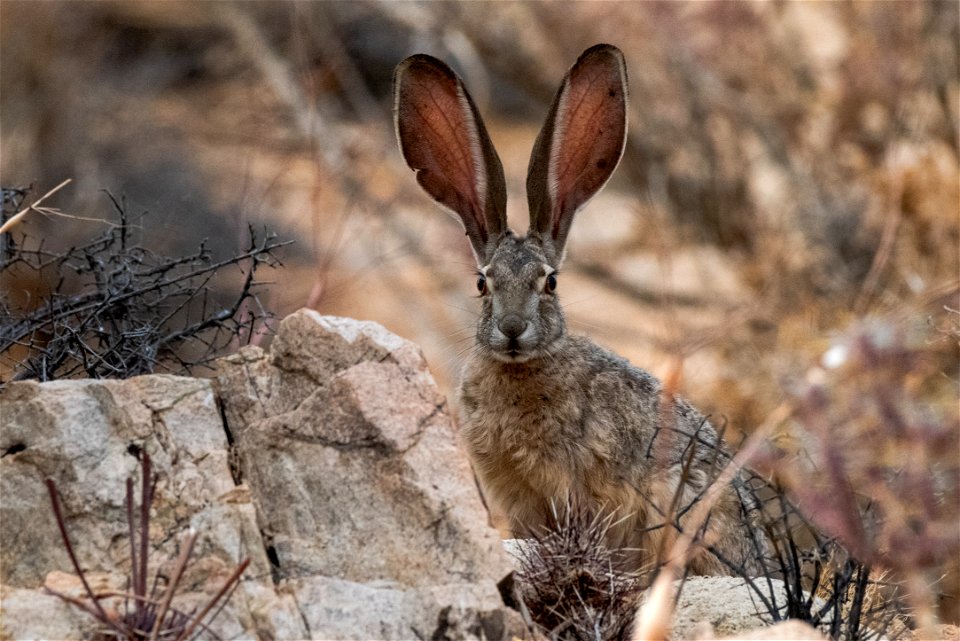 Black-tailed jackrabbit (Lepus californicus)