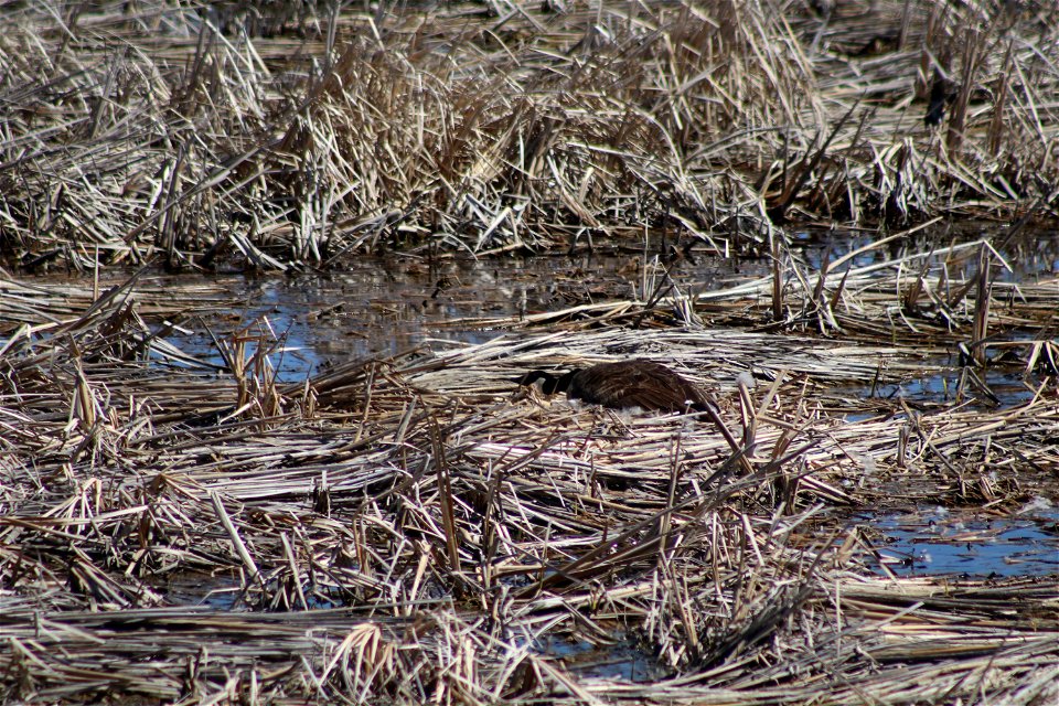 Canada Goose Nest Lake Andes Wetland Management District South Dakota photo