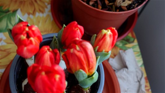 tulips_lalele-2023_0219_164418