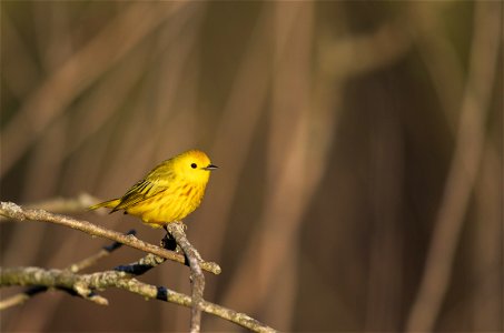 Yellow warbler photo