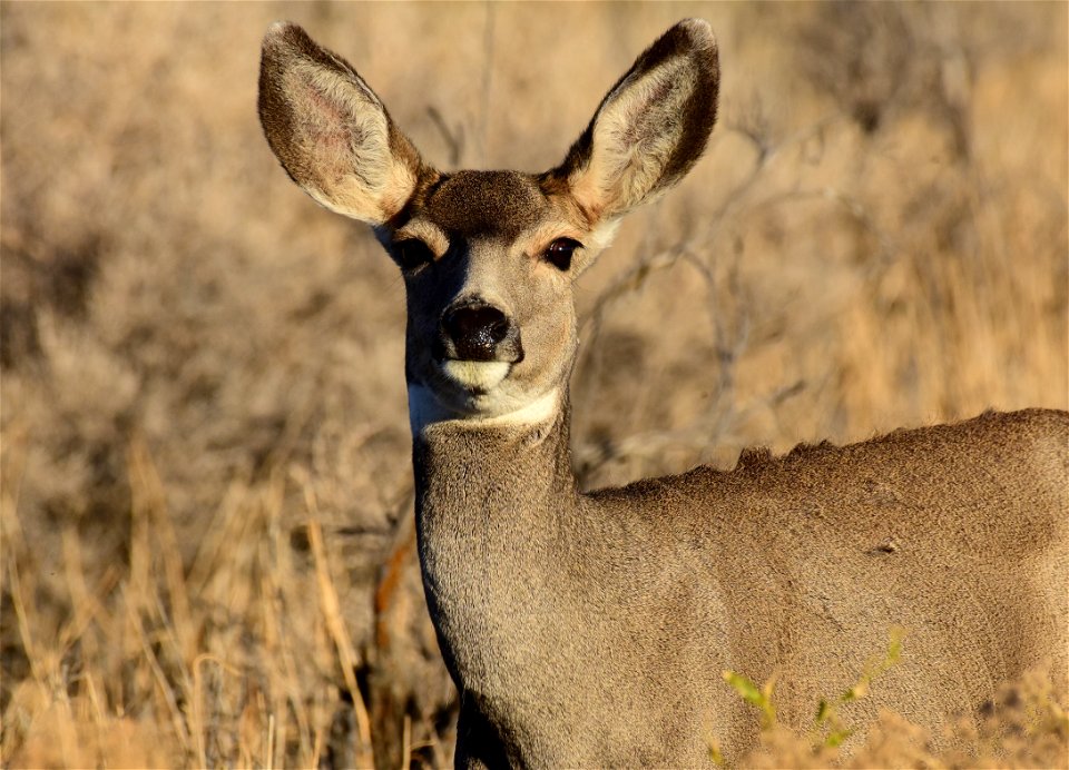 Mule deer at Seedskadee National Wildlife Refuge