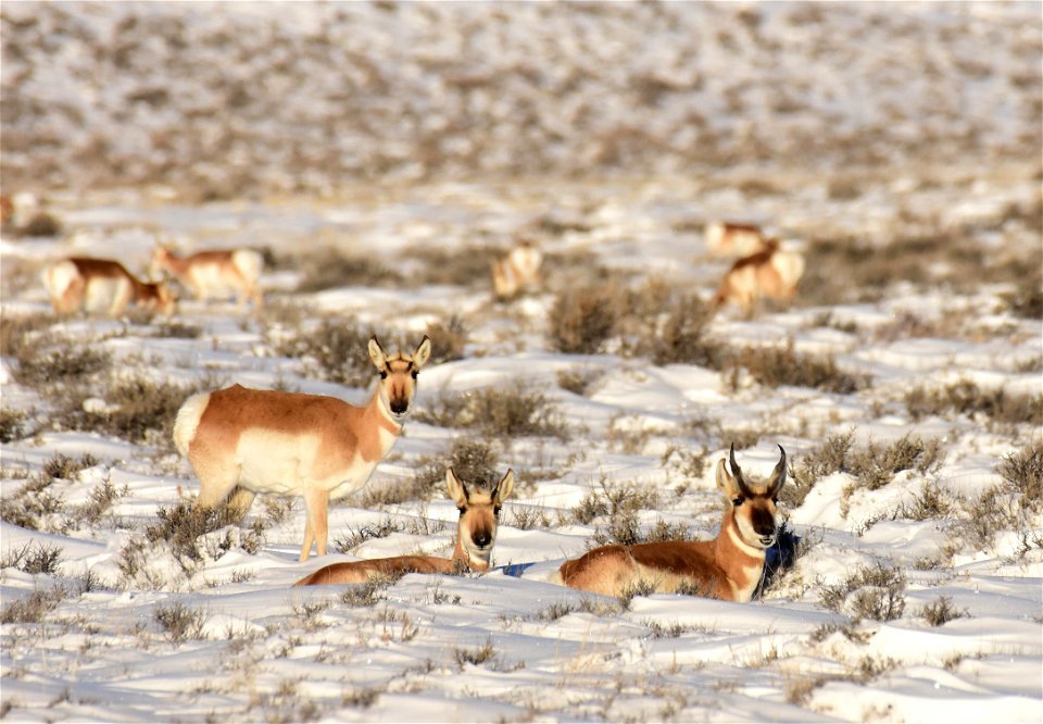 Pronghorn on Seedskadee National Wildlife Refuge