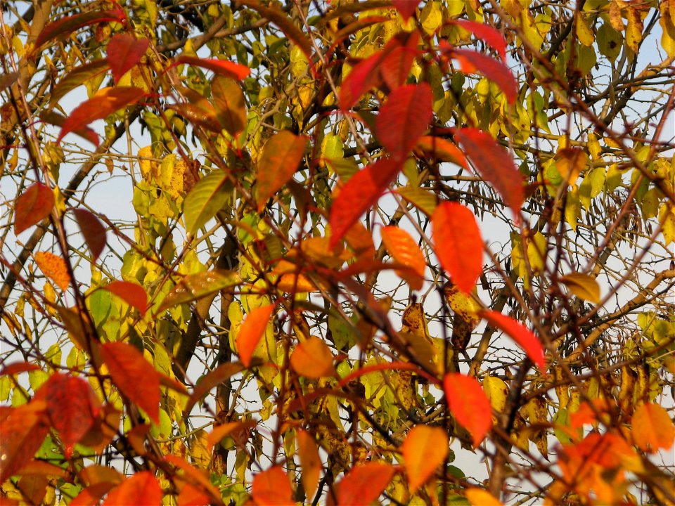 toamna2009_1127_091031