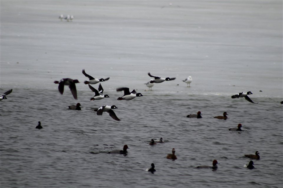Common Goldeneyes in Flight Lake Andes National Wildlife Refuge South Dakota