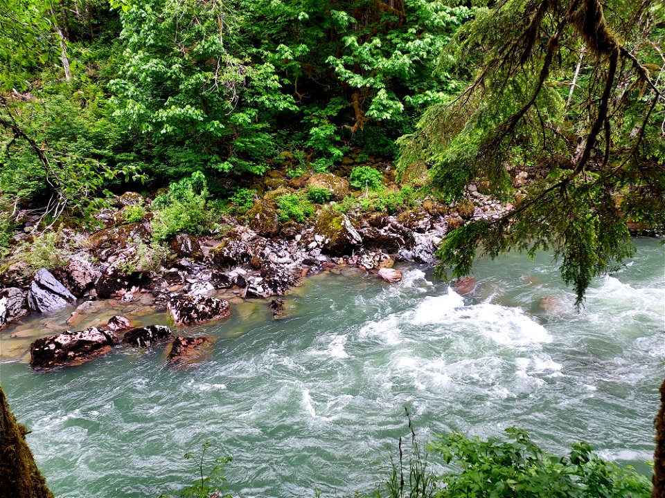 Stillaguamish River near Verlot, Mt. Baker-Snoqualmie National Forest. Photo by Anne Vassar June 9, 2021.