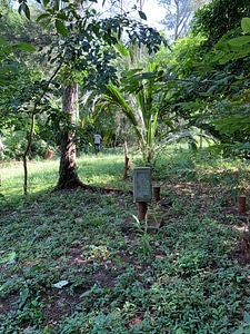 Trees forest man photo