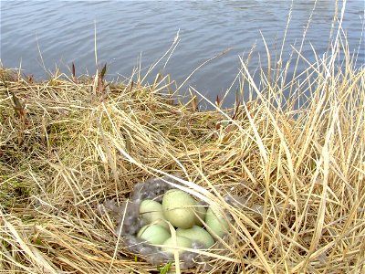 Common eider nest photo