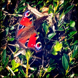Peacock Butterfly (Upperwing) photo