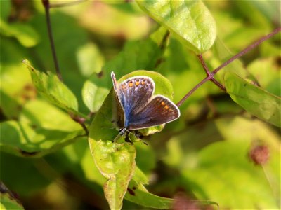 Blue Butterfly at rest. photo