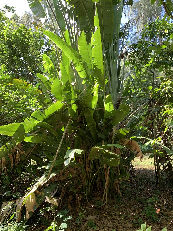 Trees plants banana tree