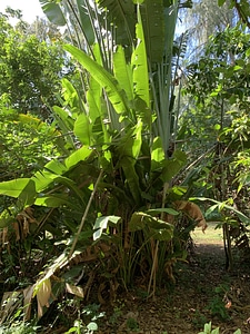 Trees plants banana tree photo