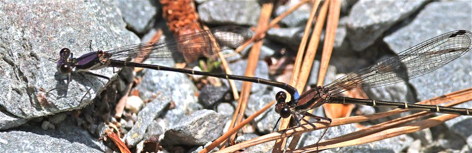 DANCER, BLUE-TIPPED (Argia tibialis) (05-15-2023) jones lake state park, bladen co, nc -07 male & female
