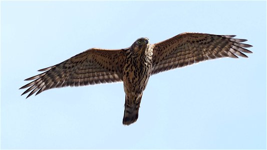 Rothabicht (Accipiter gentilis gentilis, juvenil) - Flugbild