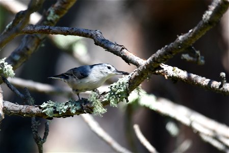 White-breasted nuthatch photo