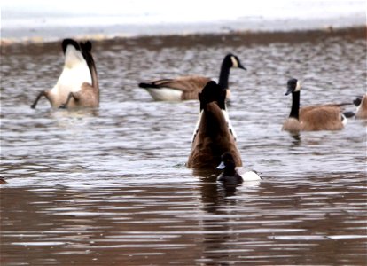 Canada Geese and Greater Scaup photo