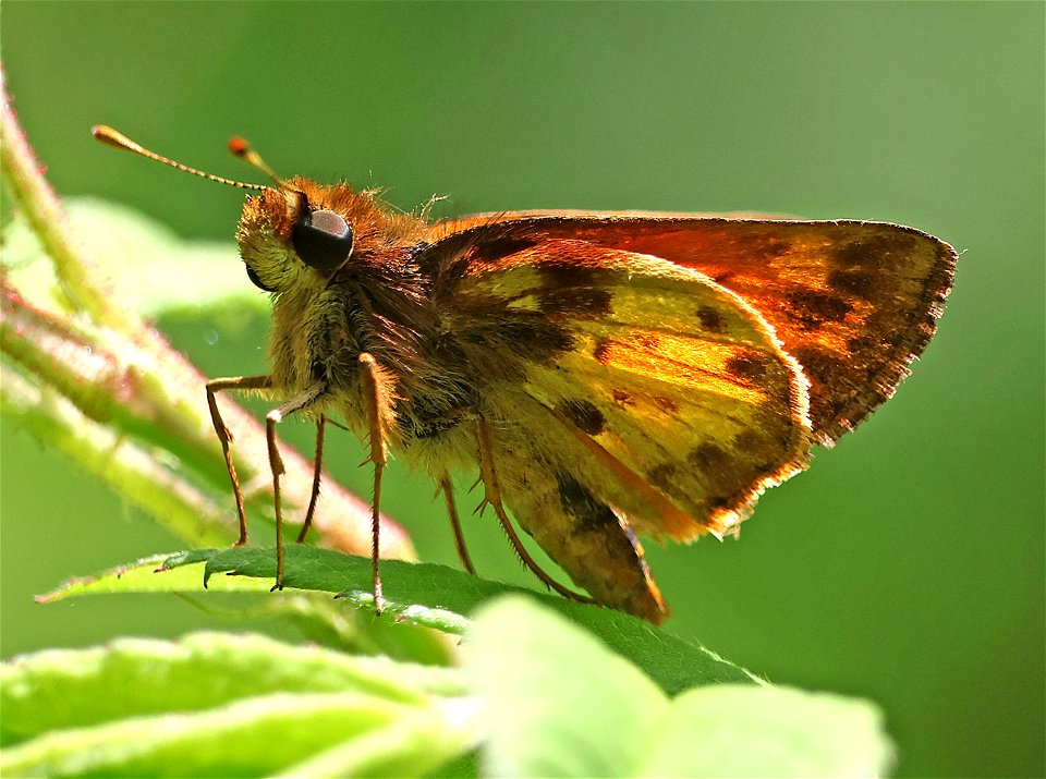 SKIPPER, ZABULON (Lon zabulon) (05-08-2023) charles d owen park, bucombe co, nc -07