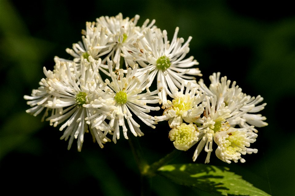Trautvetteria caroliniensis