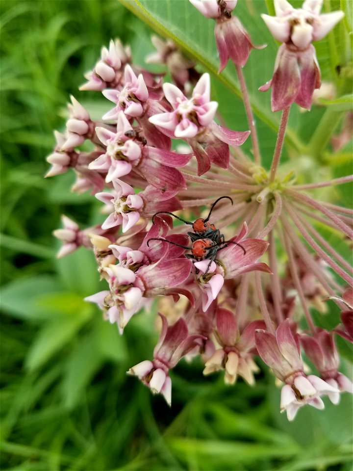 Common Milkweed Lake Andes Wetland Management District South Dakota