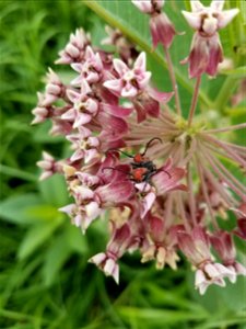 Common Milkweed Lake Andes Wetland Management District South Dakota photo