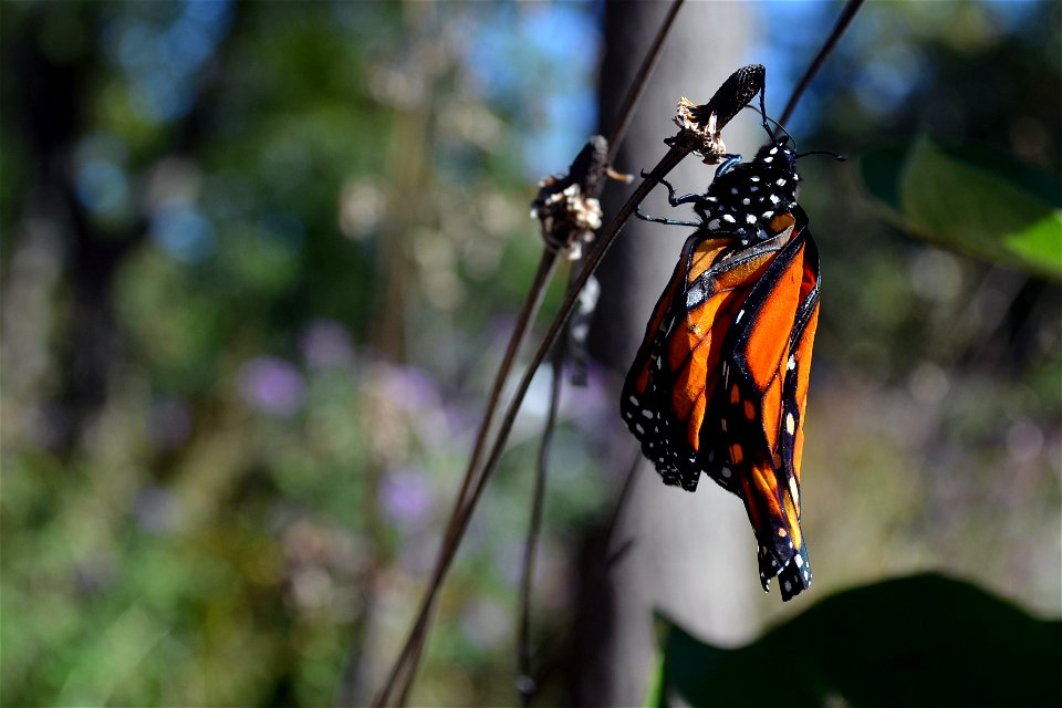 Monarch with curled wings