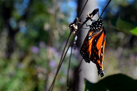 Monarch with curled wings