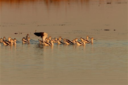 Fall Plumage American Avocets Huron Wetland Management District photo