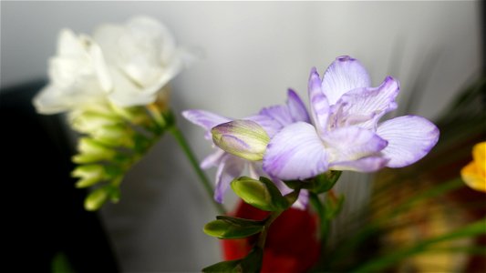 flori_flowers-wife-2023_0216_161406