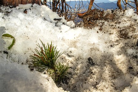 A Whitebark Pine Seedling Freshly Planted with Snow Surrounding photo