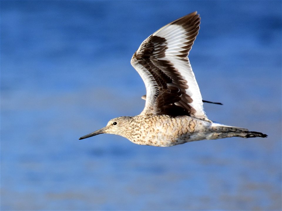 Willet at Seedskadee National Wildlife Refuge