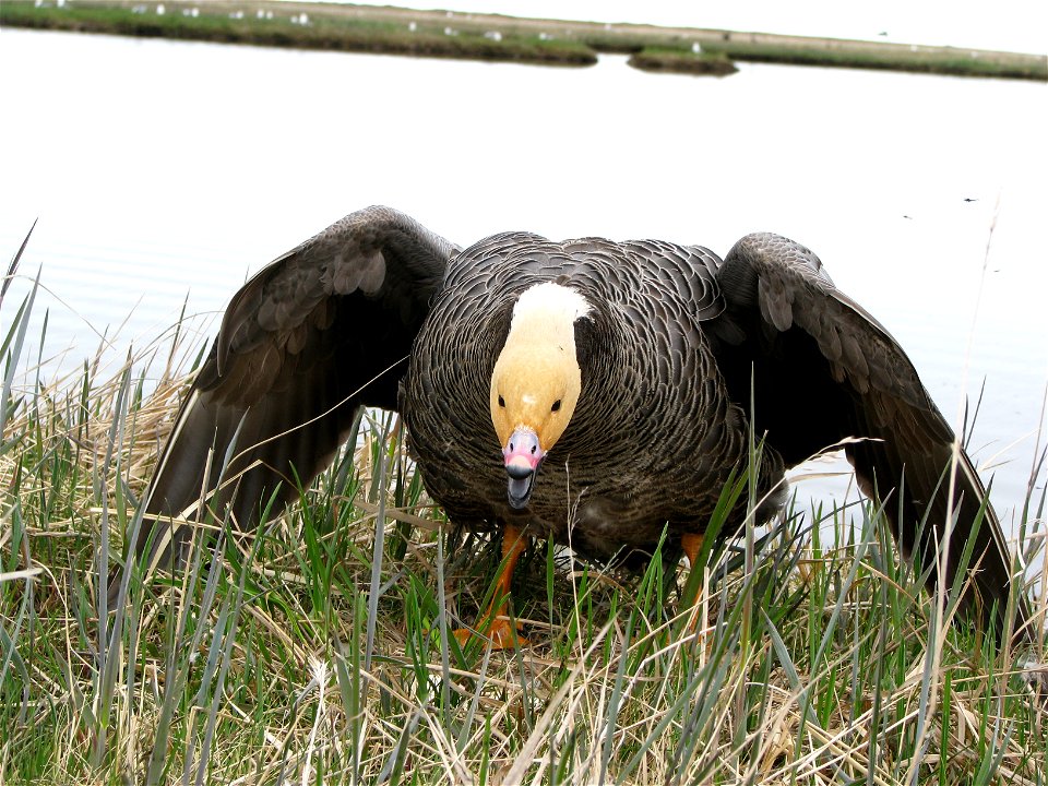 Female Emperor goose defending her nest