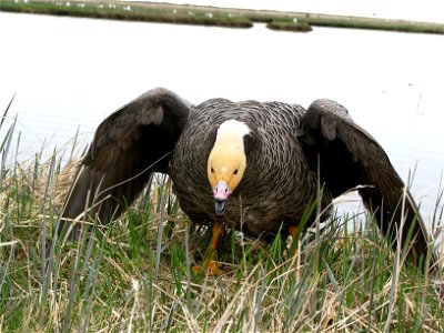 Female Emperor goose defending her nest photo