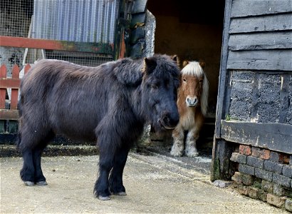 My Little Pony