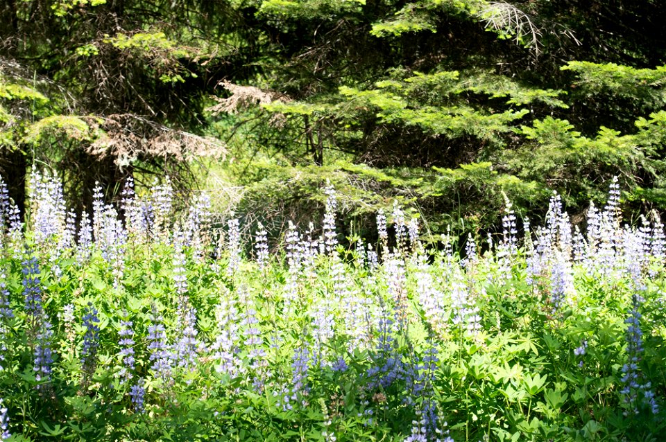 untitled-1334jpg_49385778477_o