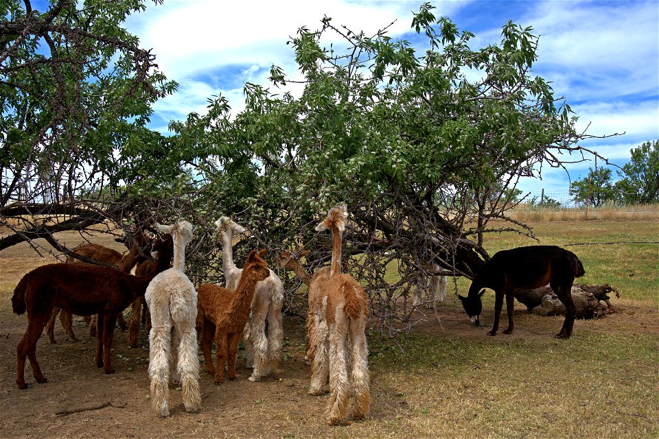 Tree fall feeding frenzy