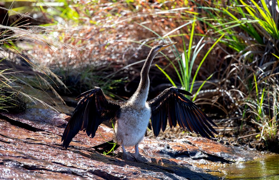 Australasian darter