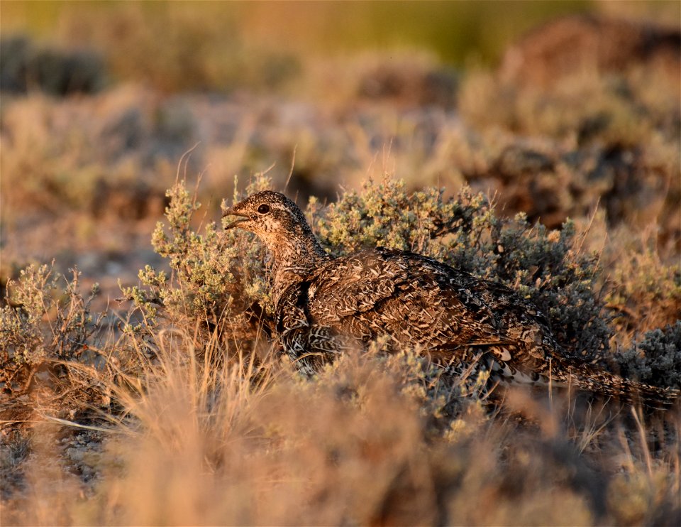 Greater sage-grouse at Seedskadee National Wildlife Refuge