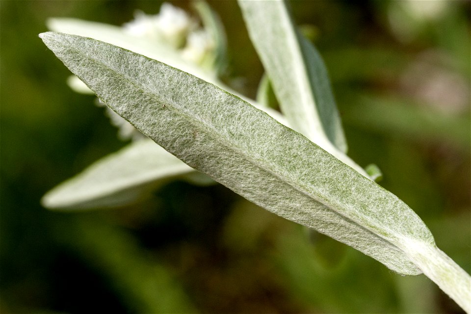 Anaphalis margaritacea