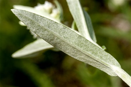 Anaphalis margaritacea photo