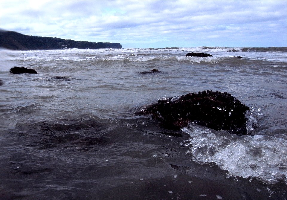 Muscles, Surf, Clovelly, Devon, UK