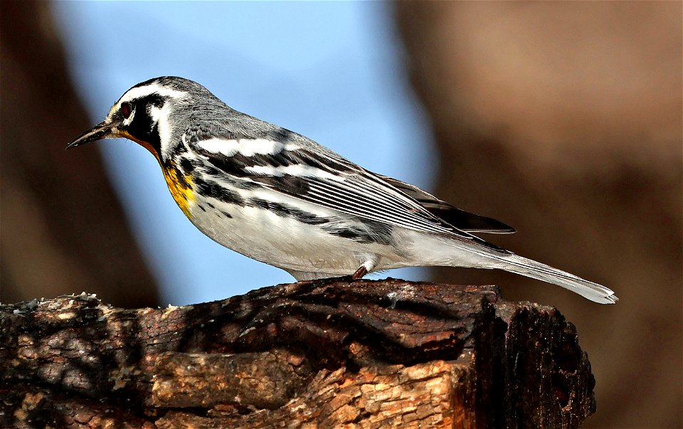 836 - YELLOW-THROATED WARBLER (02-05-2023) americana rv park, palmview, hudalgo co, tx -01